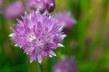 Purple and White Color Explosion