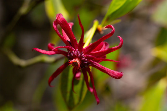 Red Flares Garden Flower