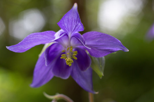 Purple and Yellow Garden Flowers