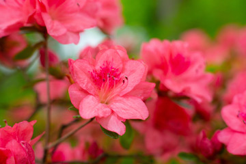 Fototapeta na wymiar Red Garden Flowers