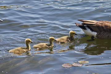 Goslings following mother