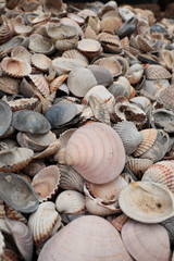 sea shells background