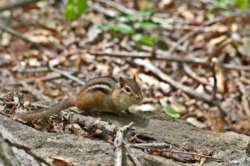 Chipmunk on log