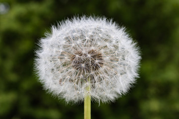 dandelion on green