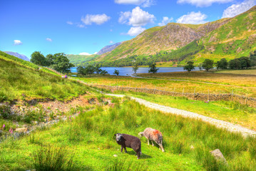 Buttermere Lake District England with herdwick sheep in summer in colourful HDR