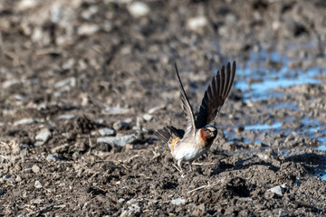 Cliff Swallow collecting mud for nest building