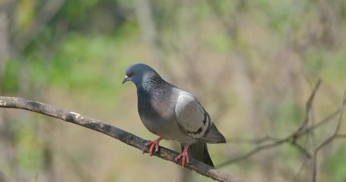 Feral pigeons (Columba livia domestica) or city doveclose up on the tree 4K UHD