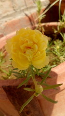 Yellow Portulaca flowers