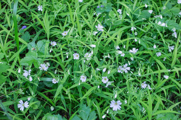 small white flowers on a green grass background, natural background with green color