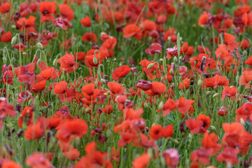 field of red poppies