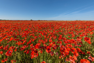 Obraz premium field of red poppies