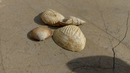 shell on sand