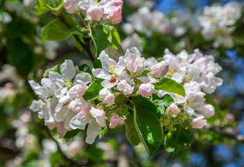 Apple tree flower