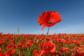 poppy flower in the field with red background
