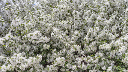 Many Apple blossom flowers in the garden.