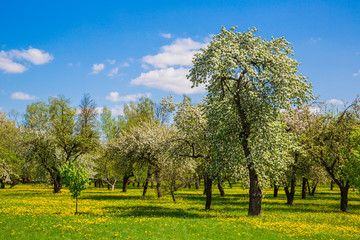 Fototapeta premium Spring in the city park