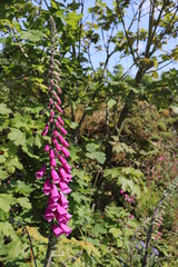 pink flowers in the garden