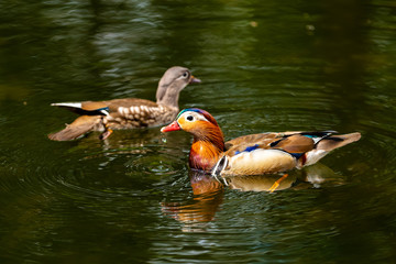 Tangerines Ducks. Male and female ducks mandarin floats in the lake