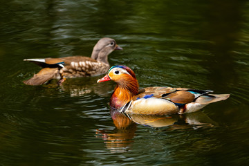 Tangerines Ducks. Male and female ducks mandarin floats in the lake