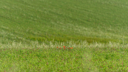 green grass and poppies
