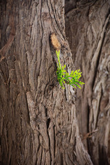 Close up of a brown textured tree trunk with a small green sprout sapling