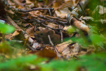 Little wild mouse, sticking his head out of a mink among leaves and branches, in the forest, rodent, animal, nature, sweet, closeup