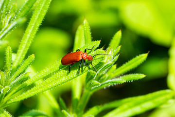 A red headed cardinal beetle Pyrochroa serraticornis on a leaf of goose grass Galium aparine