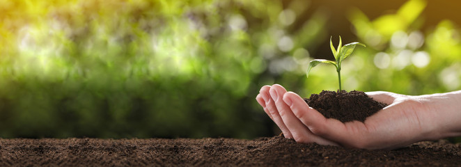 Planting tree. Woman holding young green seedling in soil, banner design with space for text