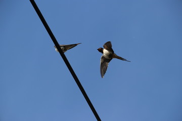 Swallows and blue Skys