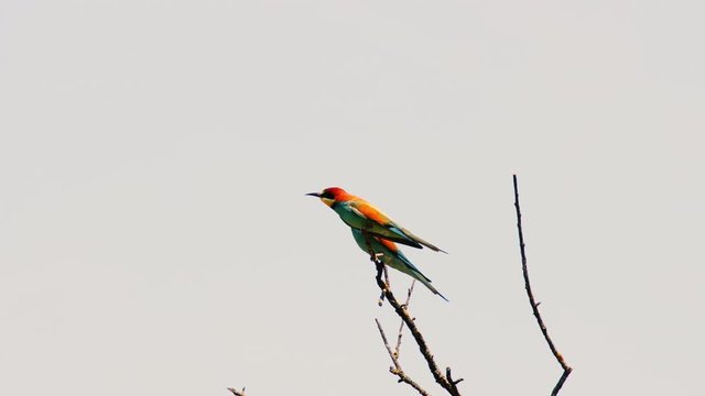 Beautiful Bird Blue-Tailed Bee-Eater on The Tree