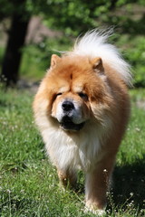 Plakat an exceptional purebred dog, chow-chow