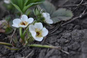 strawberry flower