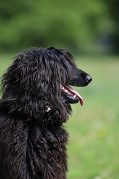 Beautiful Thoroughbred Dog With Long Hair,portrait Dog,Afghan Hound