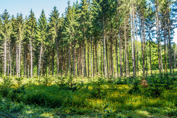 Wiederaufforstung und Neubepflanzung des Mischwaldes im Frühjahr