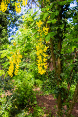 Fototapeta na wymiar Pendulous dangling racemes of yellow flowers of a Laburnum tree against a blurred background of trees and bushes