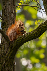Red squirrel on a tree branch gnaws a nut.
