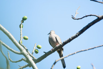 torcacita