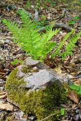 Poplar behind the stone