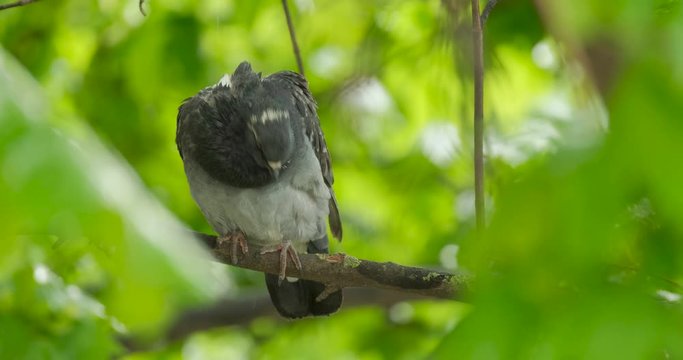 Feral pigeons (Columba livia domestica) or city doveclose up on the tree 4K UHD