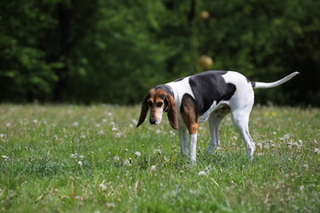 beautiful purebred beagle, English Foxhound, portrait