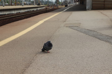 Dworzec kolejowy, gołębie na peronie © Monika