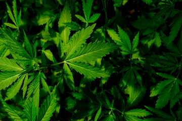 Natural environment health contrast photo of cannabis grass flowers top view.