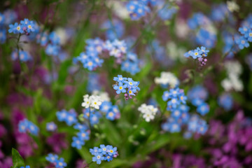 Spring background forget-me-not flowers.