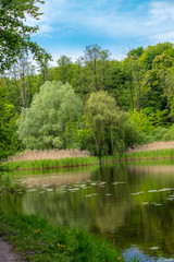 Fototapeta na wymiar Beautiful lake with green leaves of water lilies.