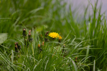  Dandelion flower in green grass.