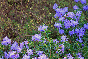 Rhododendron in spring