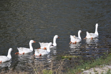 White geese floating on the river
