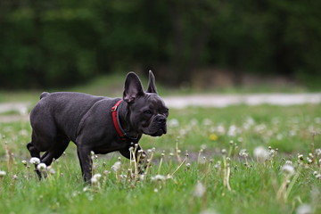 french bulldog puppy