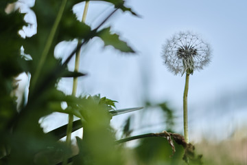 Blühender Löwenzahn auf einer Wiese