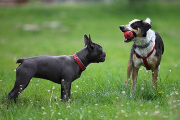 two dogs playing, two dogs playing, jack russell terrier, French Bulldog